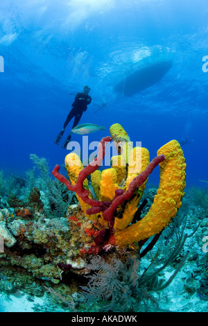 Jaune éponges colorées ramification marque une barrière de corail aux Iles Turques et Caïques. Banque D'Images