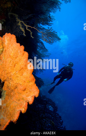 Au cours de Scuba Diver plongée sur tombant profond près de French Cay. Oreille d'Orange d'une éponge, d'avant-plan Banque D'Images