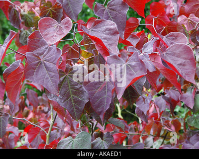 Cercis canadensis Forest Pansy l'arbre de Judée, feuilles de violette Banque D'Images