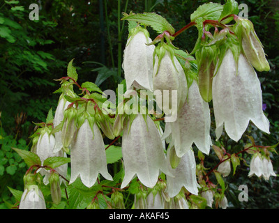 Fleurs Campanula punctata bell suspendus Banque D'Images