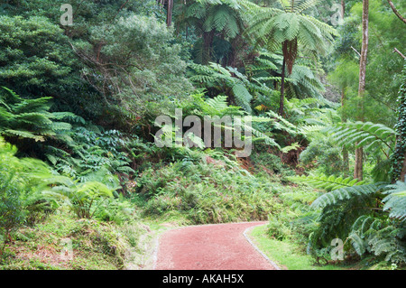 Sentier menant à Caldeira Velha cascade et bassin de baignade thermique chaud sur l'île de São Miguel aux Açores Banque D'Images