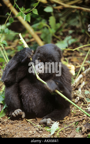 Gorilla de montagne (Gorilla gorilla beringei). Mâcher un bébé sur un bâton Banque D'Images