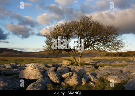 Lone Tree growing on Lapiez, Ribblesdale, Yorkshire du Nord Banque D'Images