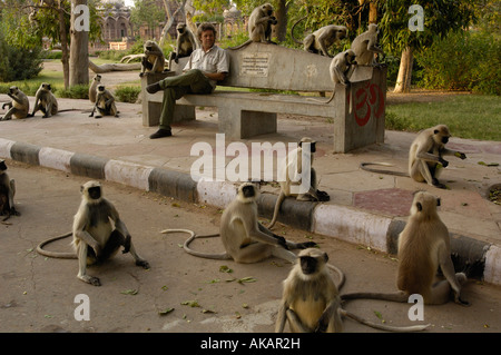 Langurs Hanuman ou, à face noire ou gris et communs Entelle touristiques en dehors de Mandore de Jodhpur. Le Rajasthan. L'Inde. Banque D'Images