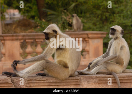 Langurs Hanuman ou, à face noire ou gris commun (animaux singe écureuil) à l'extérieur de Mandore de Jodhpur. Le Rajasthan. L'Inde. Banque D'Images