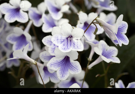 Streptocarpus Crystal Ice Banque D'Images