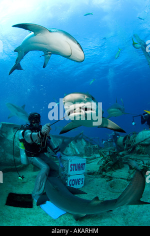 Wrangler, requins protégés par mail chaîne costume, part rss appât pour un requin de récif des Caraïbes. Banque D'Images