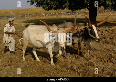 Fermier labourant son champs avec des boeufs. Le Rajasthan, INDE Banque D'Images