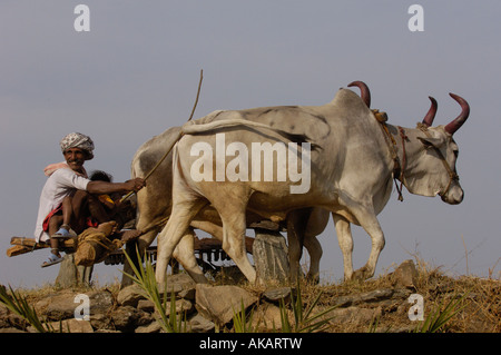 Fermier labourant son champs avec des boeufs. Le Rajasthan, INDE Banque D'Images