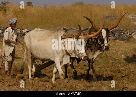 Fermier labourant son champs avec des boeufs. Le Rajasthan, INDE Banque D'Images