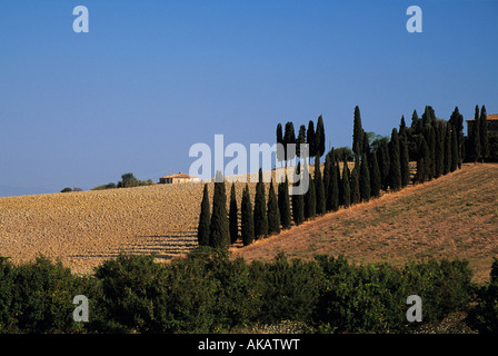 Vue de la terre ferme toscane typique, avec rubriques et sentinelle de cyprès avec un ciel d'été près de San Quirico d'Orcia Banque D'Images