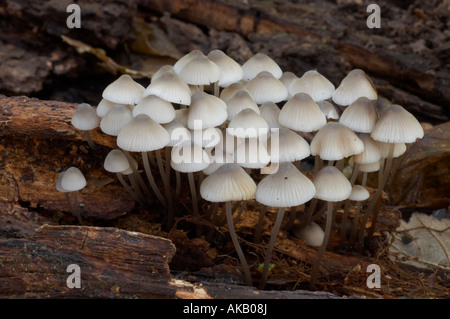 Angel's Bonnets - Mycena arcangeliana Banque D'Images