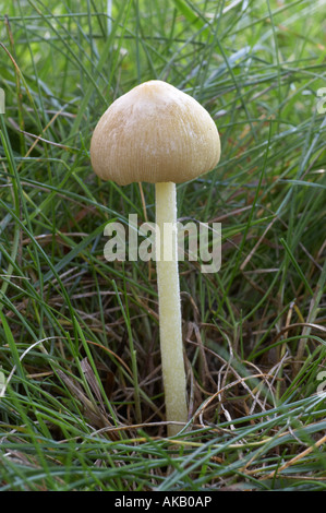 Fieldcap - Bolbitius vitellinus jaune Banque D'Images