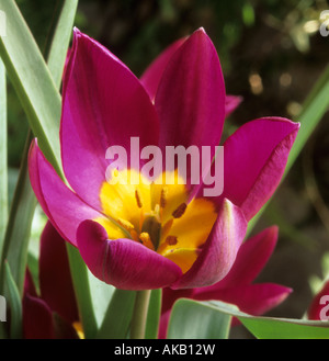 Tulip Tulipa humilis Odalesque nain' Banque D'Images