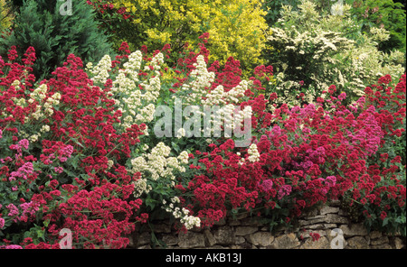 Tous guérir la Valériane Valeriana officinalis croissant dans mur de pierre Banque D'Images