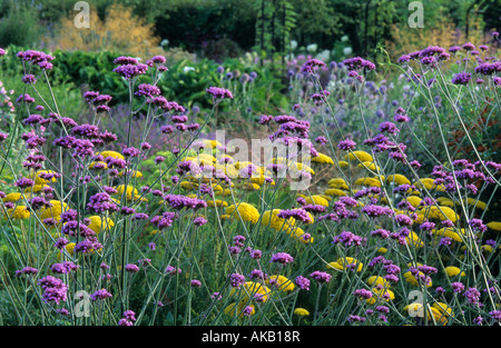 Verbena bonariensis avec plaque d'or Achillea Banque D'Images