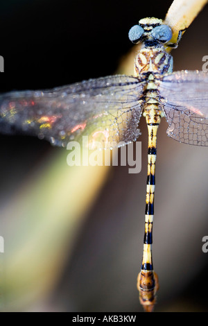 Paragomphus lineatus. Bordée hooktail dragonfly sécher sur les feuilles de riz dans la campagne indienne. L'Inde Banque D'Images