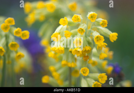 Bulleyeana géant jaune primulas 'jaune' cowslips Banque D'Images