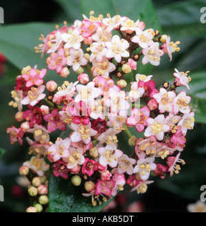 Viburnum tinus Eve Price Banque D'Images