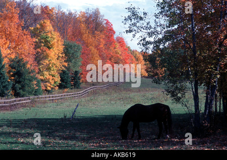 Un vieux cheval broute dans la mare l'ombre d'un arbre comme une clôture de bois gris et sentiers contient les couleurs de l'automne brillant Banque D'Images