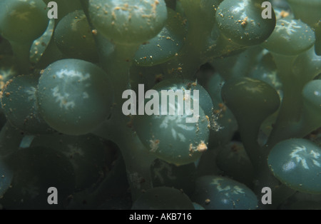 Caulerpa racemosa, raisins de mer sont une belle algue à motifs trouvés sur les récifs et les épaves de Truk dans l'Océan Pacifique Banque D'Images