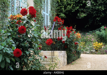 Le Hameau Giverny France Dahlias rouge à côté des frontières dans le jardin porte avant Banque D'Images