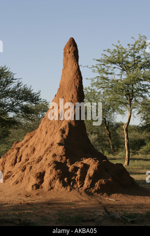 La Namibie termitière Banque D'Images