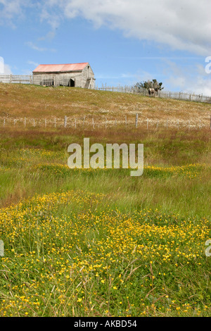 Dans l'Estancia Harberton graminées colorées Tierra del Fuego Argentine Amérique du Sud Banque D'Images