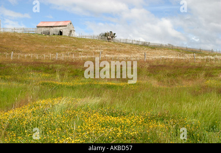 Dans l'Estancia Harberton graminées colorées Tierra del Fuego Argentine Amérique du Sud Banque D'Images