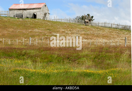 Dans l'Estancia Harberton graminées colorées Tierra del Fuego Argentine Amérique du Sud Banque D'Images