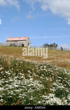 Cheval et grange en herbes colorées et de marguerites à l'Estancia Harberton Tierra del Fuego Argentine Amérique du Sud Banque D'Images