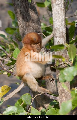Proboscis Monkey juvéniles se nourrissent de feuilles de mangrove dans le parc national de Bako, Sarawak, Bornéo Banque D'Images