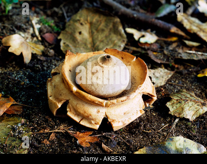 Terre, champignons triplex Geastrum Star Banque D'Images