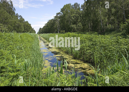 Digue de drainage en Holme Fen nature reserve qui est le point le plus bas en Grande-Bretagne se trouvant à l'extrémité ouest de l'East Anglia Banque D'Images