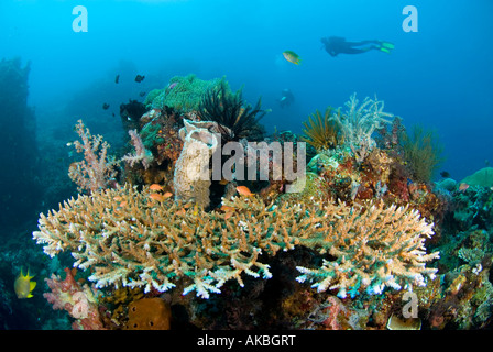 Scubadiver explorer un jardin de corail. Banque D'Images