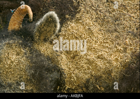 Un mouton qui a été consommée par des asticots Banque D'Images