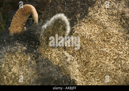 Moutons morts qui a été consommée par des asticots Banque D'Images