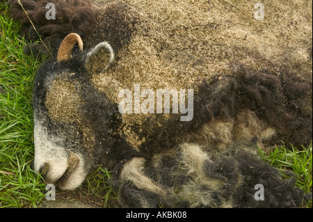 Moutons morts qui a été consommée par des asticots Banque D'Images