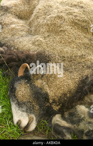 Moutons morts qui a été consommée par des asticots Banque D'Images