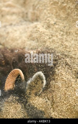 Moutons morts qui a été consommée par des asticots Banque D'Images