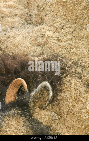 Moutons morts qui a été consommée par des asticots Banque D'Images