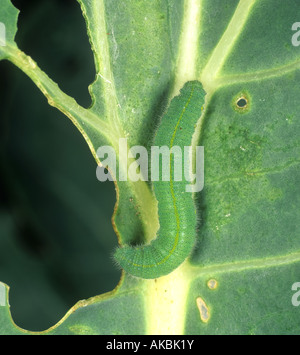 Petit papillon blanc caterpillar Pieris rapae sur une feuille de chou-fleur endommagé Banque D'Images