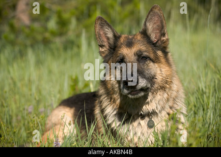 German Shepard Dog resting in grass Banque D'Images