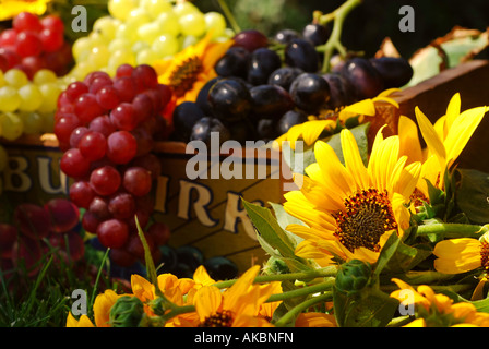 Grappes de raisin et de tournesol dans une boîte de fruits en bois vintage frais cueillis du jardin dans le cadre d'une série Banque D'Images