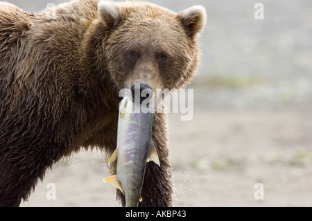 Ursor arctos Ours brun d'Alaska Katmai Août Banque D'Images