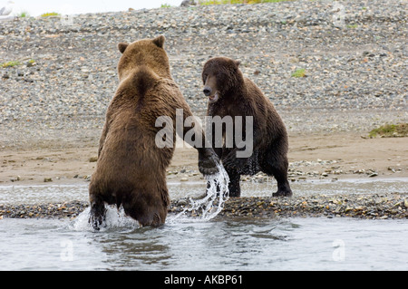 Ursor arctos Ours brun d'Alaska Katmai Août Banque D'Images