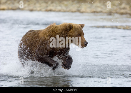 Ursor arctos Ours brun d'Alaska Katmai Août Banque D'Images