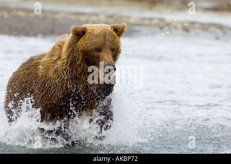 Ursor arctos Ours brun d'Alaska Katmai Août Banque D'Images