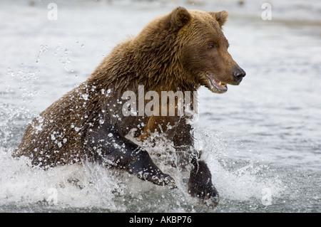 Ursor arctos Ours brun d'Alaska Katmai Août Banque D'Images