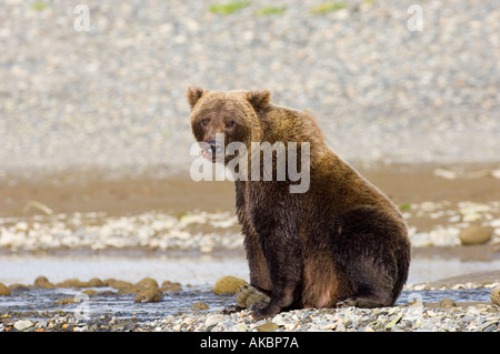 Ursor arctos Ours brun d'Alaska Katmai Août Banque D'Images